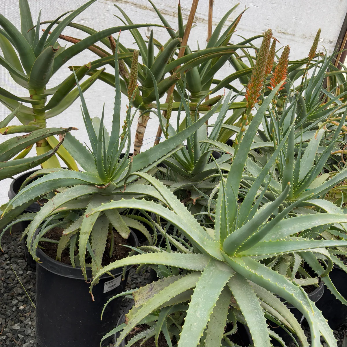 Candelabra Aloe - Image 1