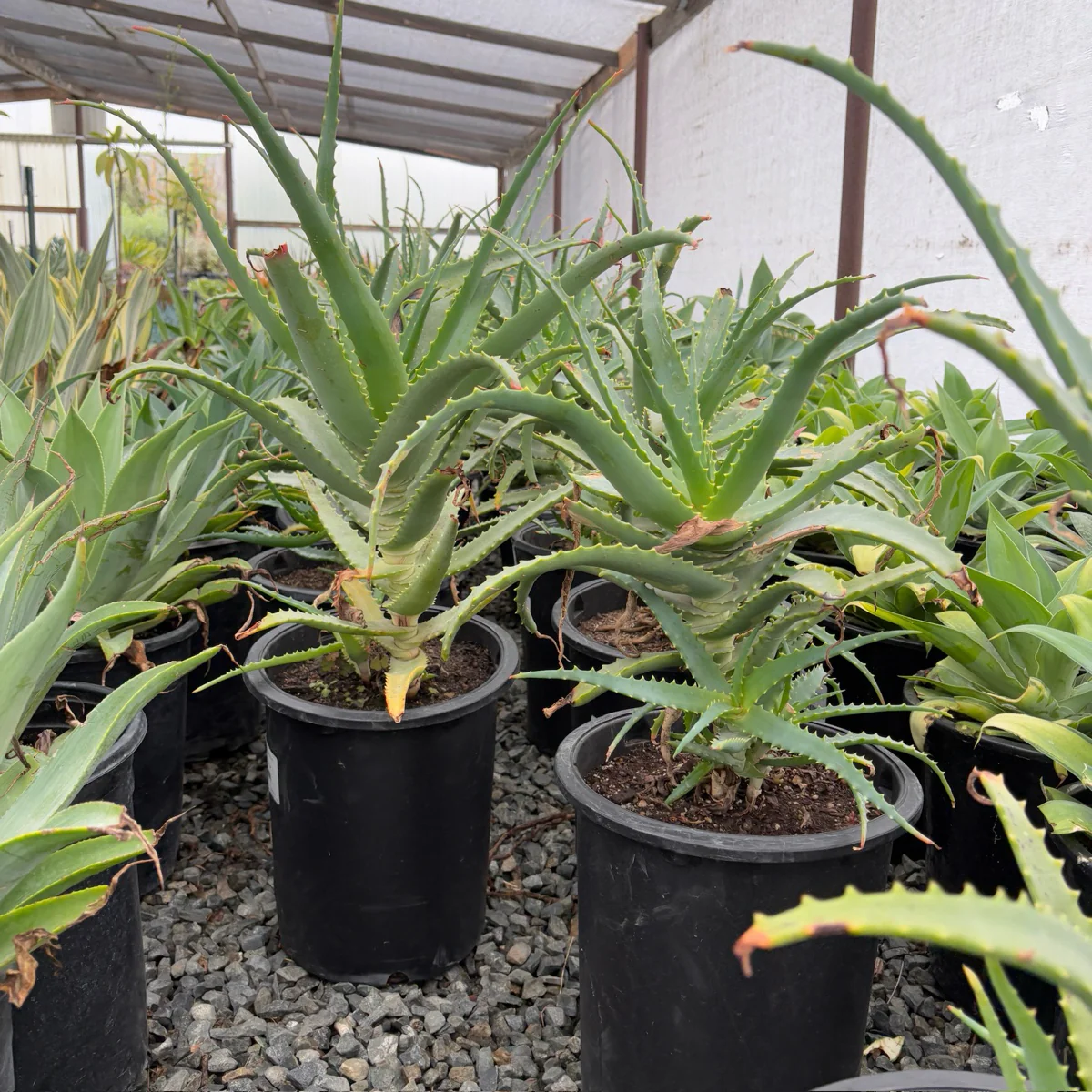 Candelabra Aloe - Image 2