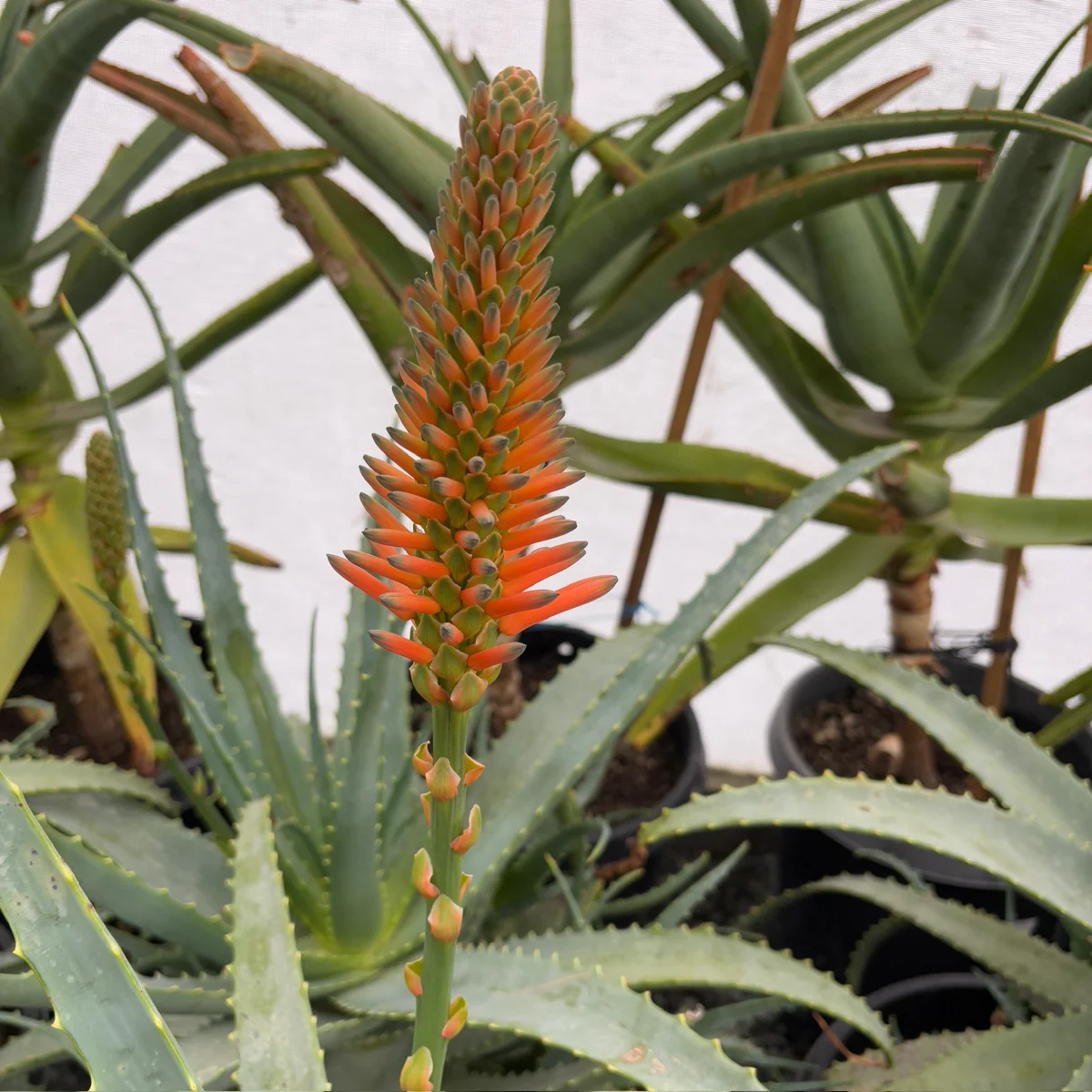 Candelabra Aloe - Image 3