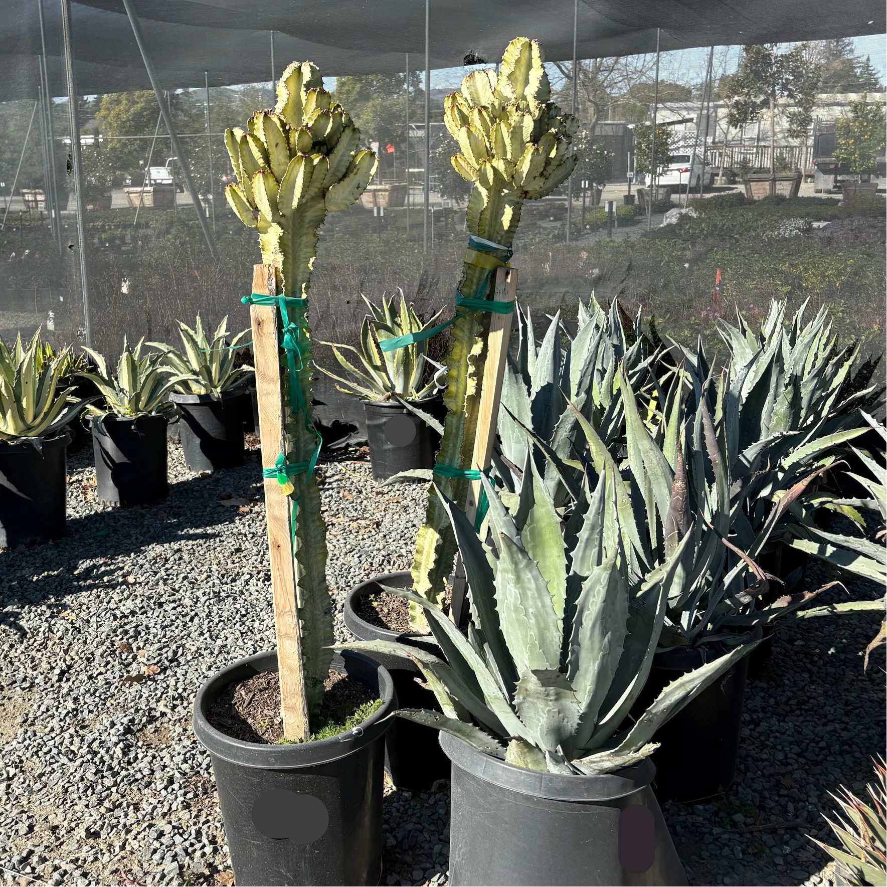 Candelabra Spurge - Image 2