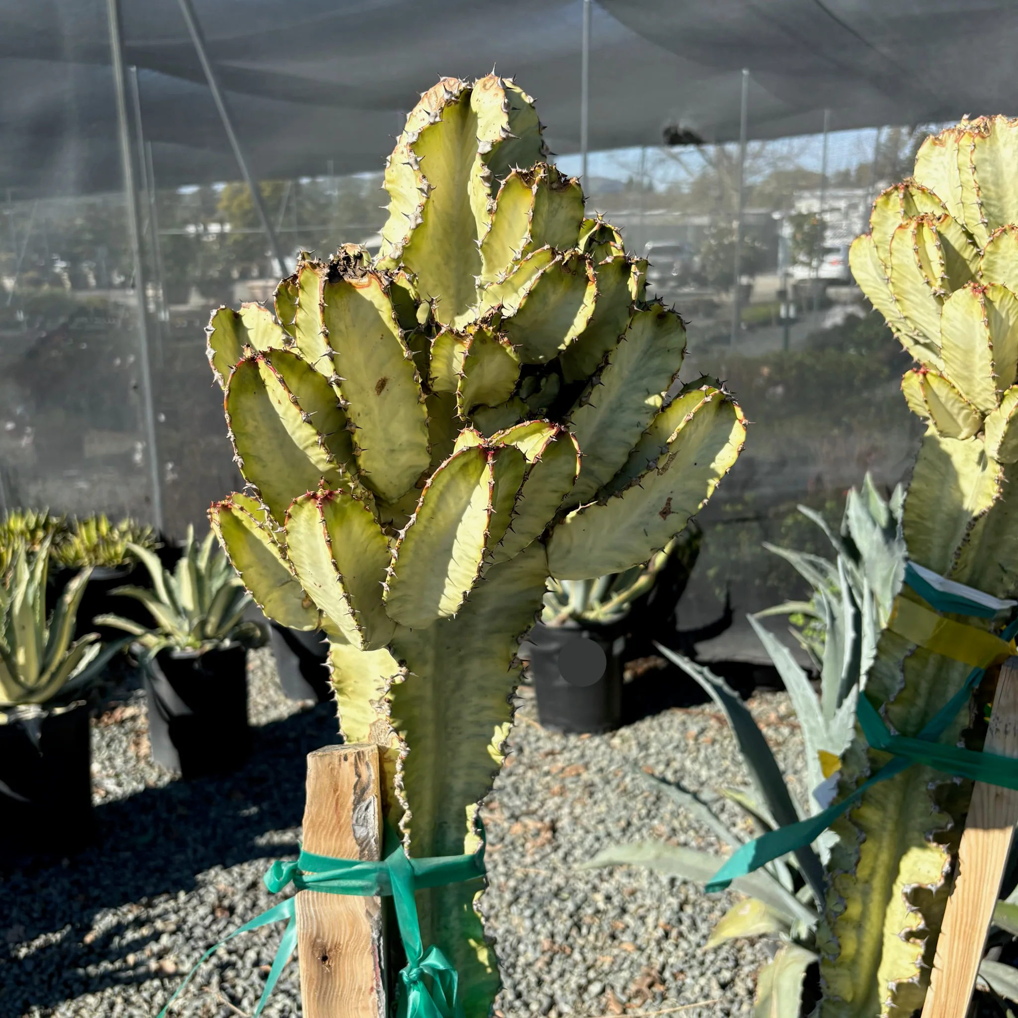 Candelabra Spurge - Image 3