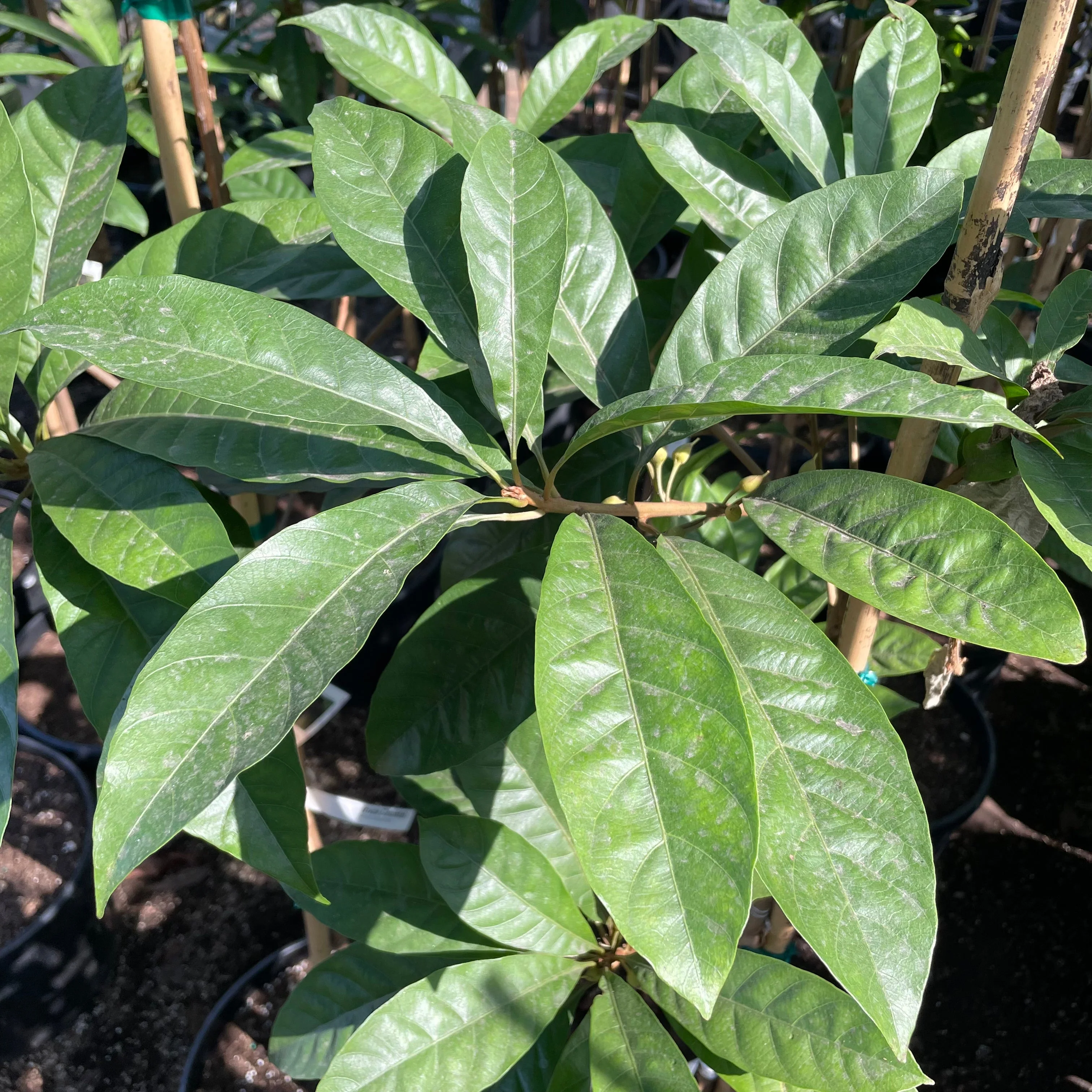 Canistel / Eggfruit - Image 3