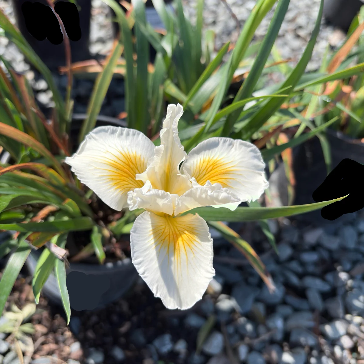 Canyon Snow Pacific Coast Hybrid Iris - Image 1