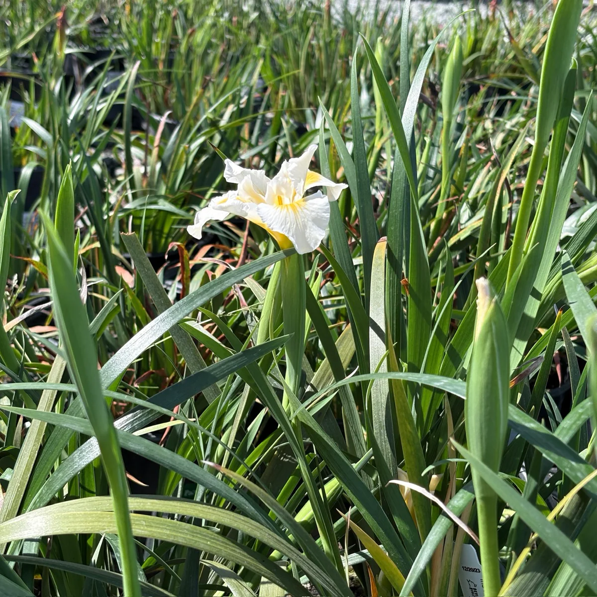 Canyon Snow Pacific Coast Hybrid Iris - Image 2
