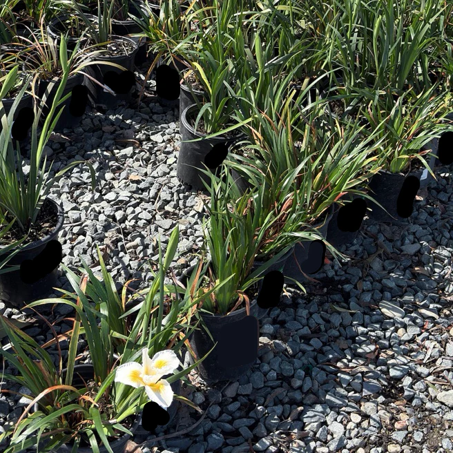 Canyon Snow Pacific Coast Hybrid Iris - Image 3