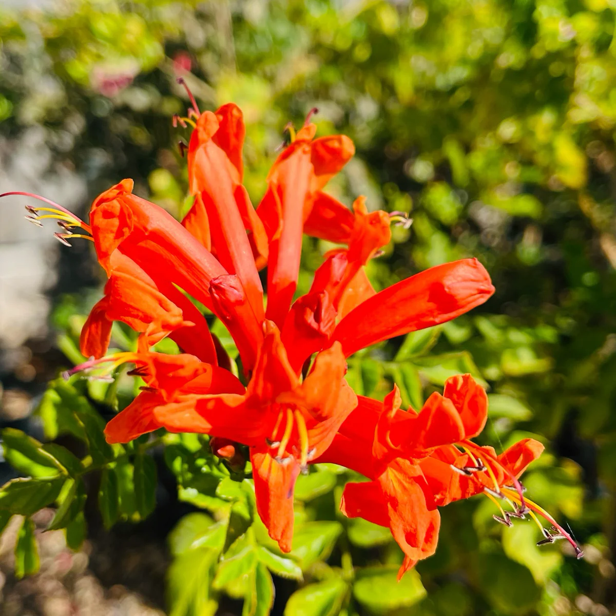 Cape Honeysuckle - Image 3