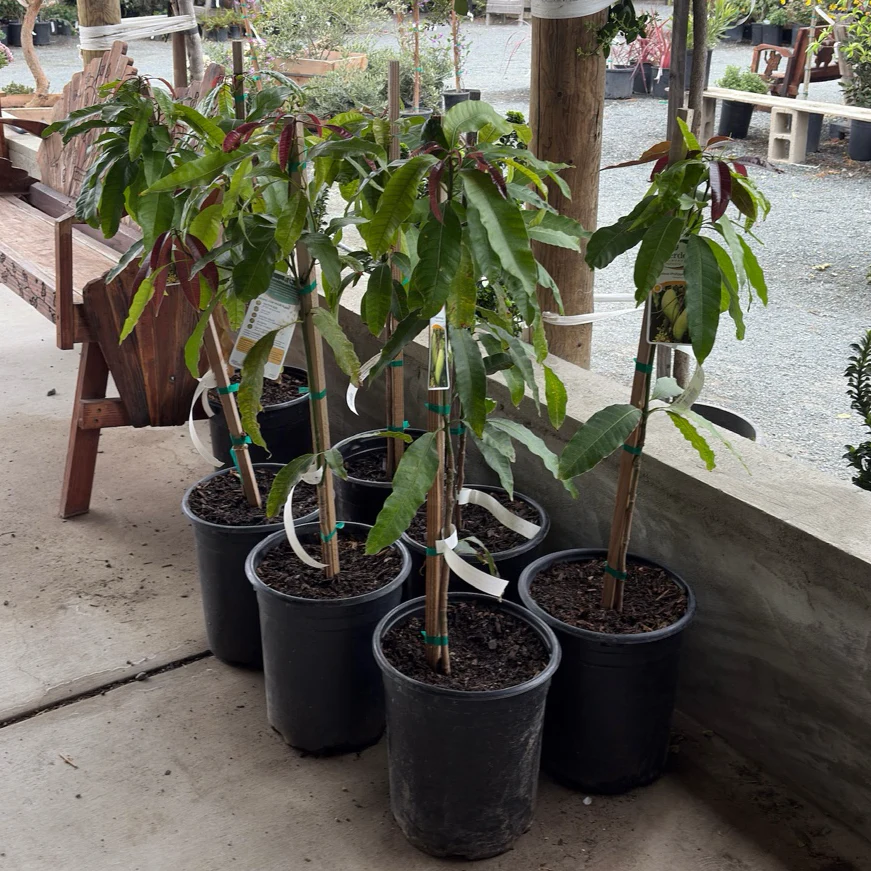 Carboa Philippine Mango - Image 2