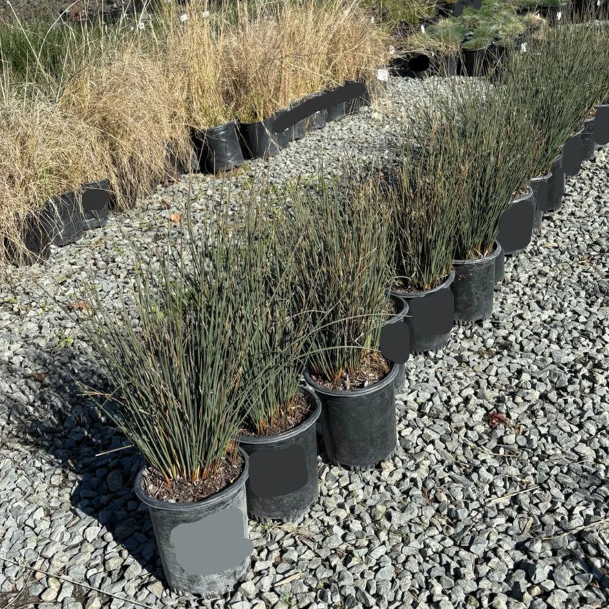 Carman's Gray Spreading Rush - Image 1