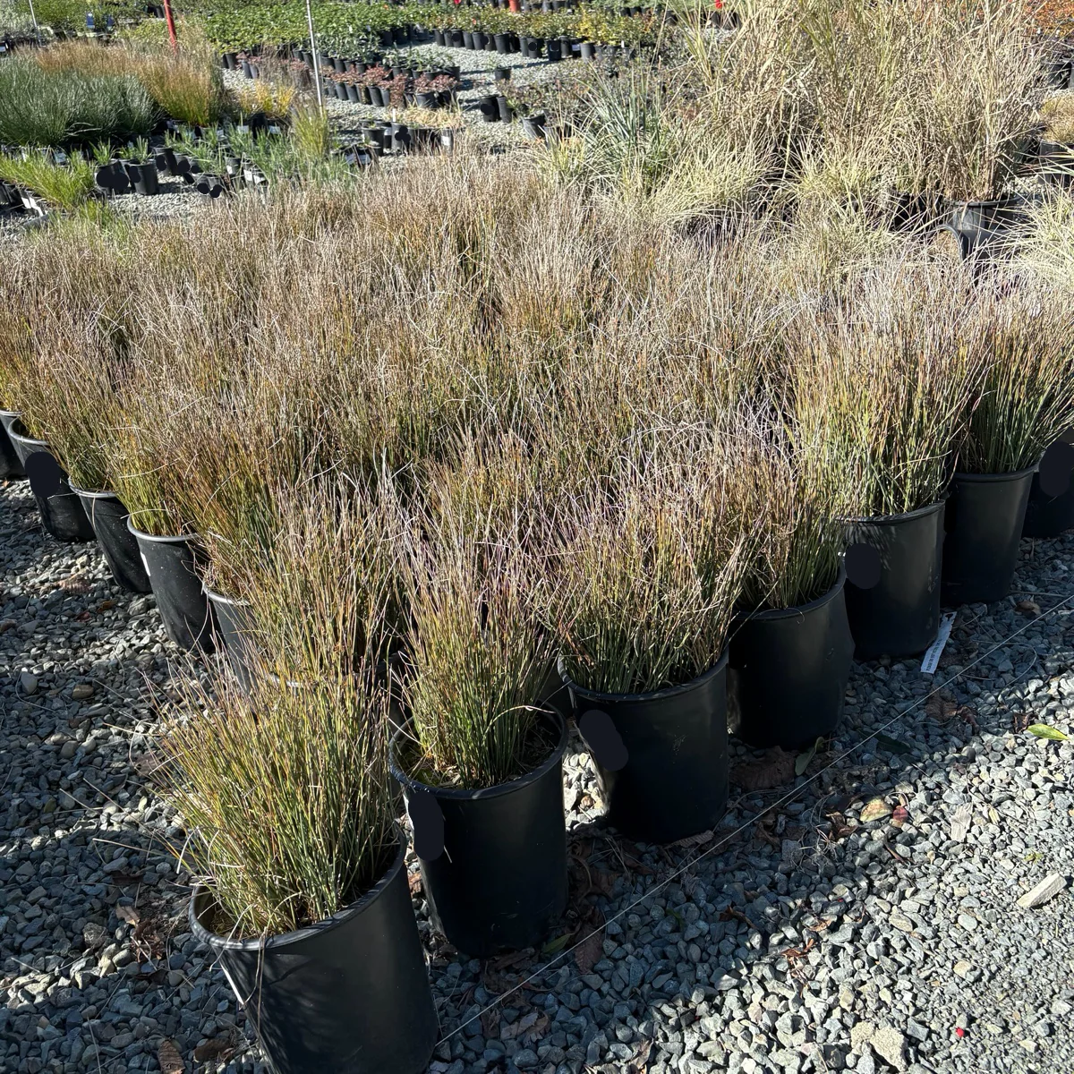 Carman's Gray Spreading Rush - Image 2