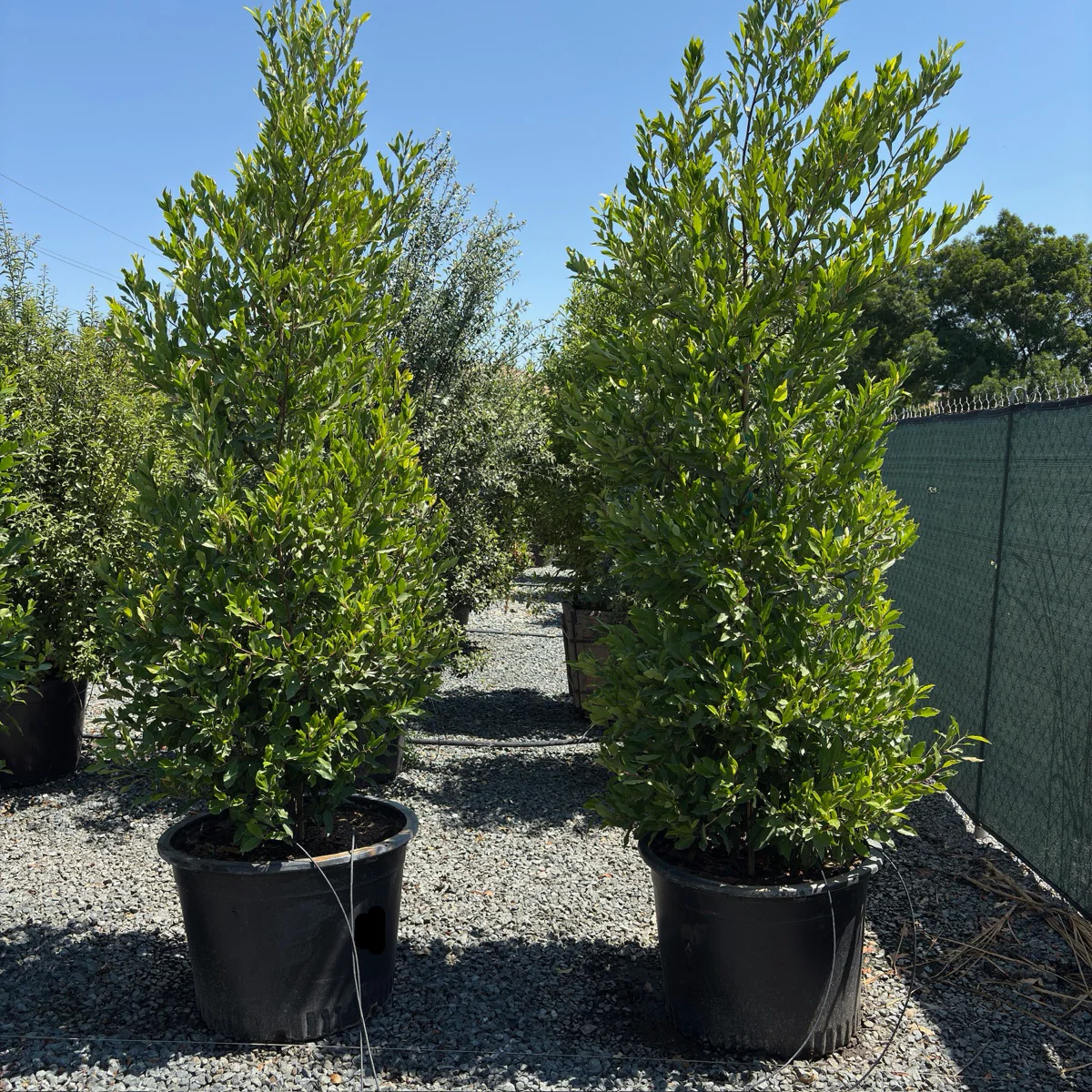 Carolina Cherry Laurel - Image 1