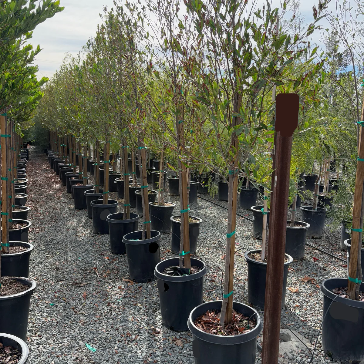 Carolina Cherry Laurel - Image 2