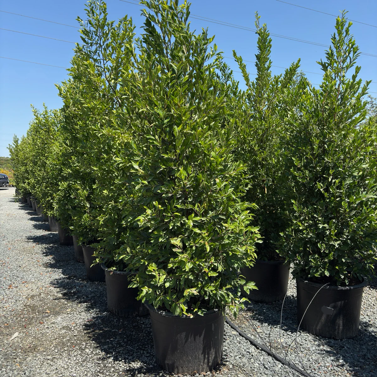 Carolina Cherry Laurel - Image 3
