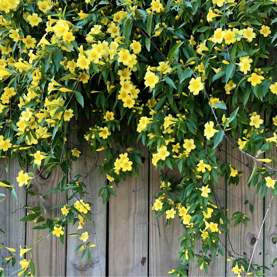 Carolina Jessamine - Image 2
