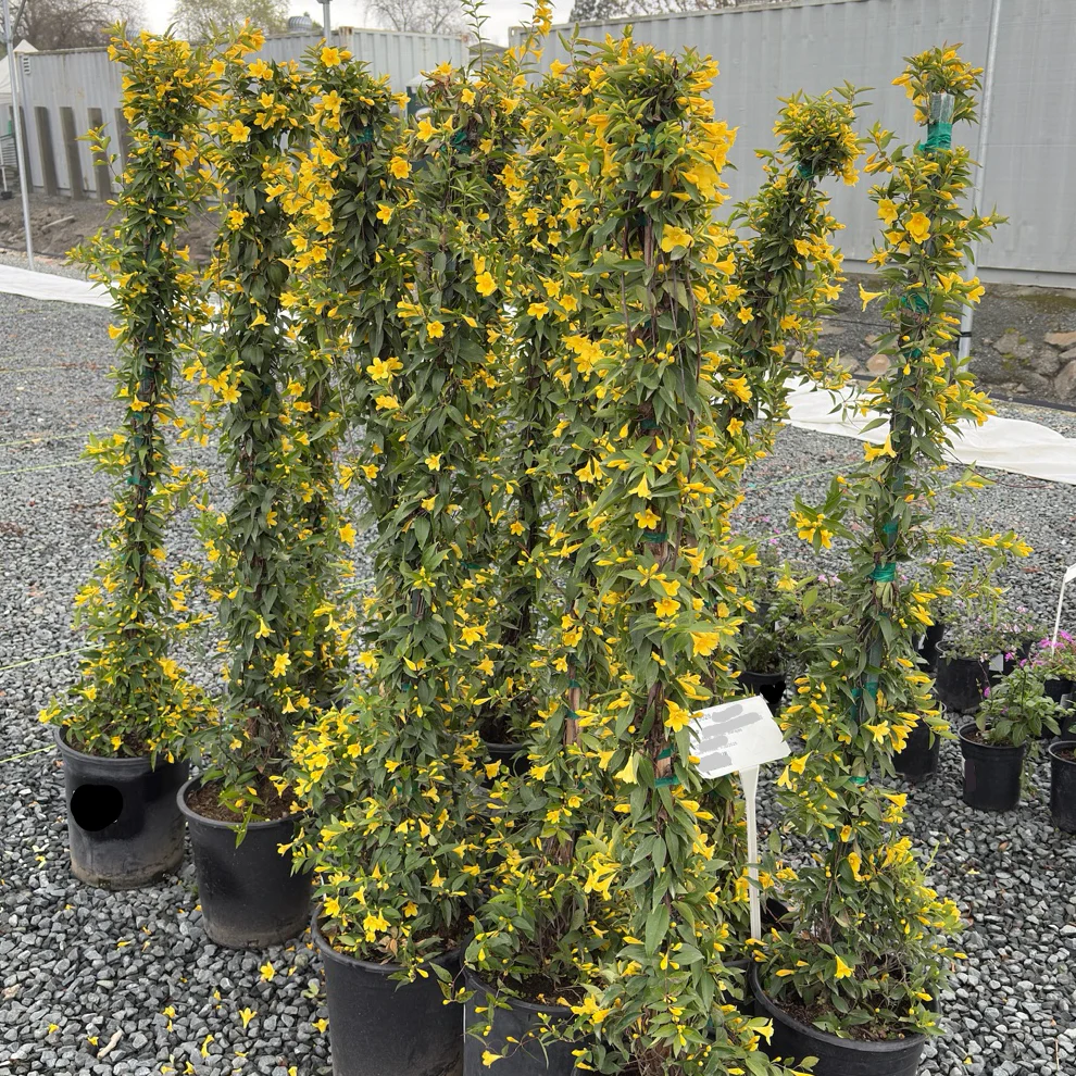 Carolina Jessamine - Image 3