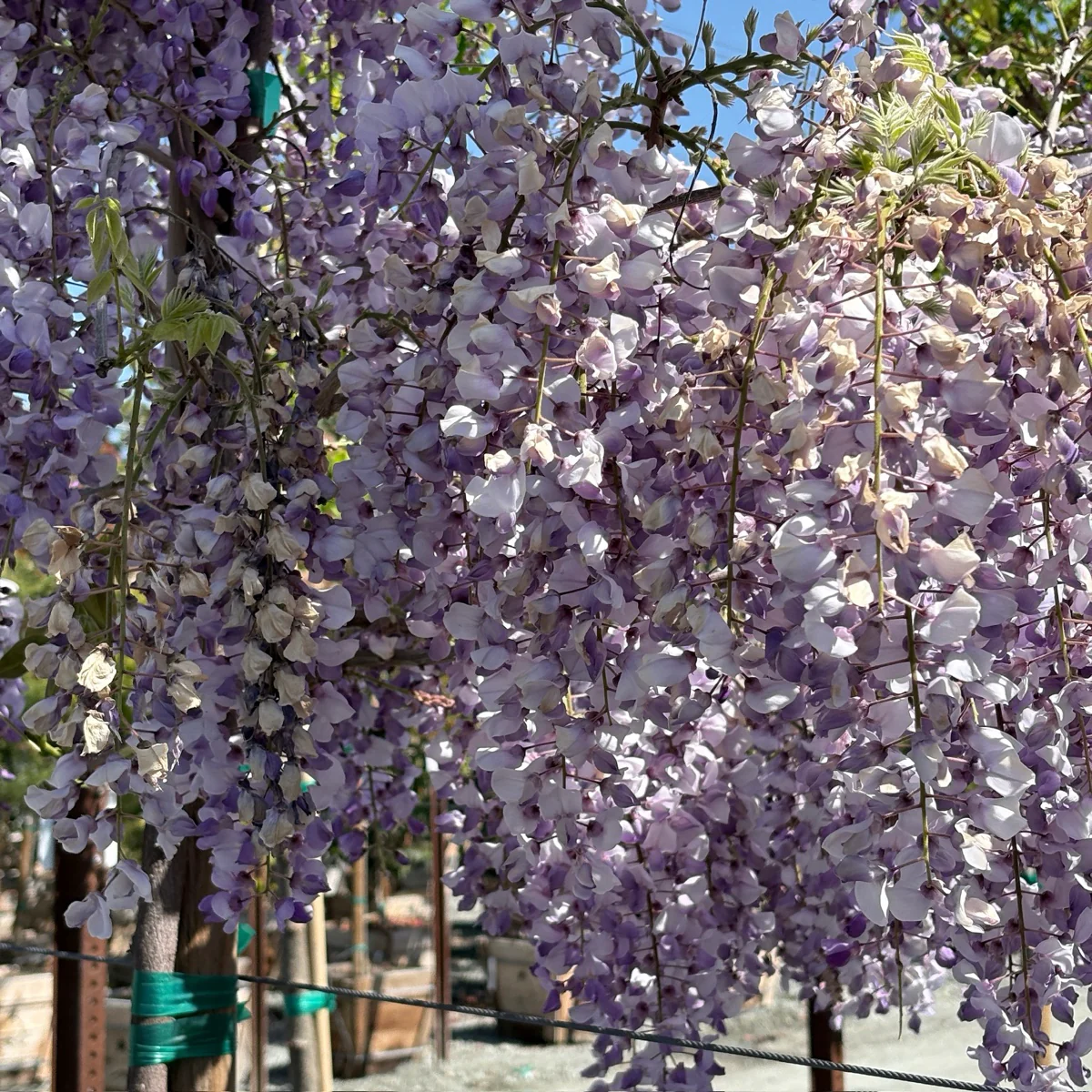 Caroline Chinese Wisteria - Image 1