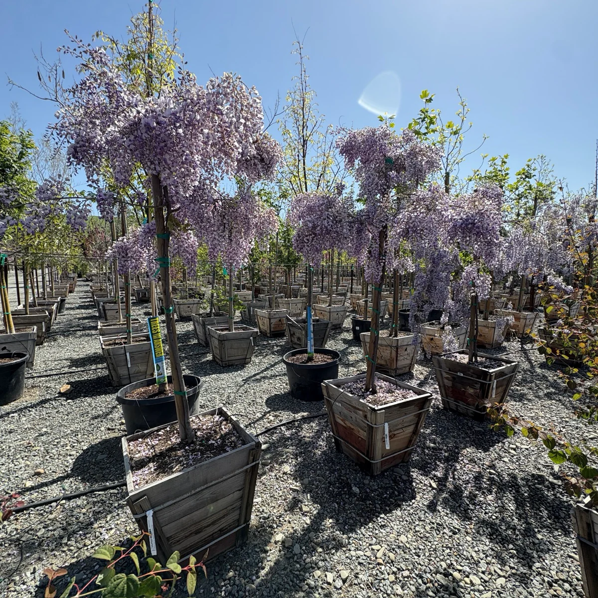 Caroline Chinese Wisteria - Image 2