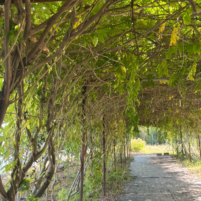 Caroline Chinese Wisteria - Image 3