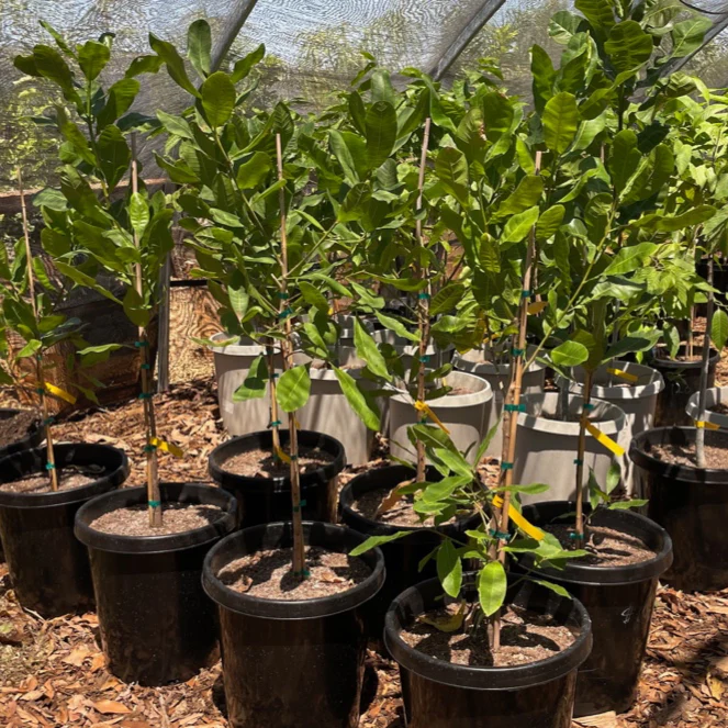 Cashew Tree