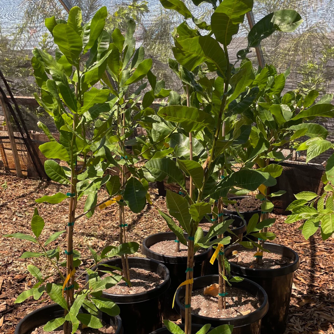 Cashew Tree - Image 2