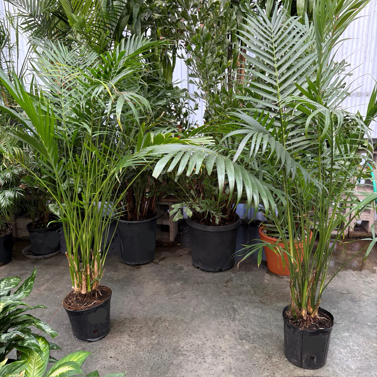 Cat Palm - Image 1