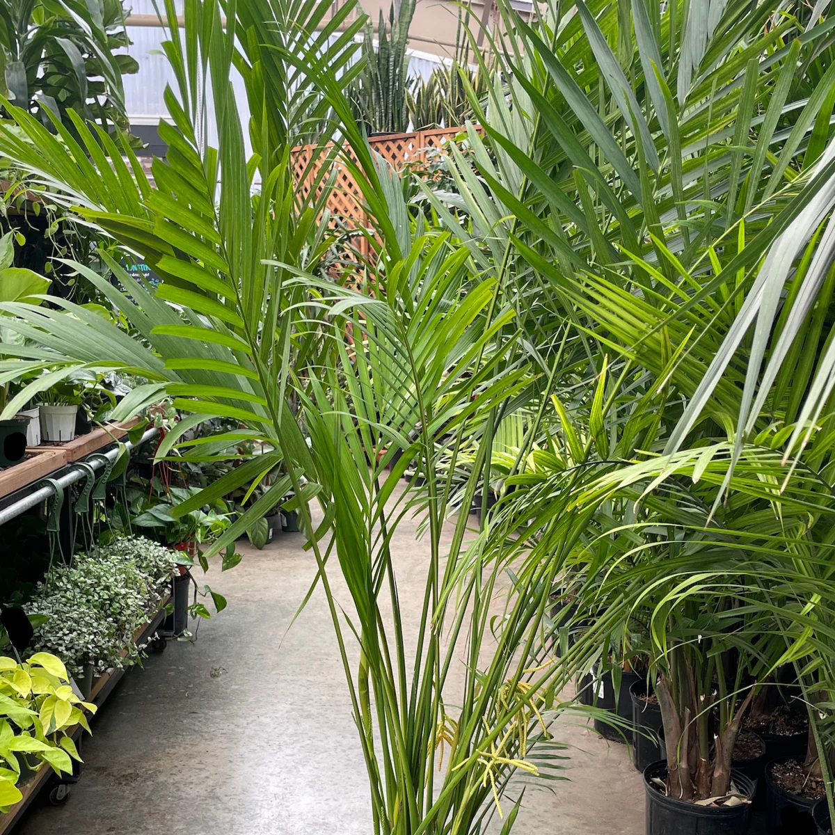 Cat Palm - Image 2