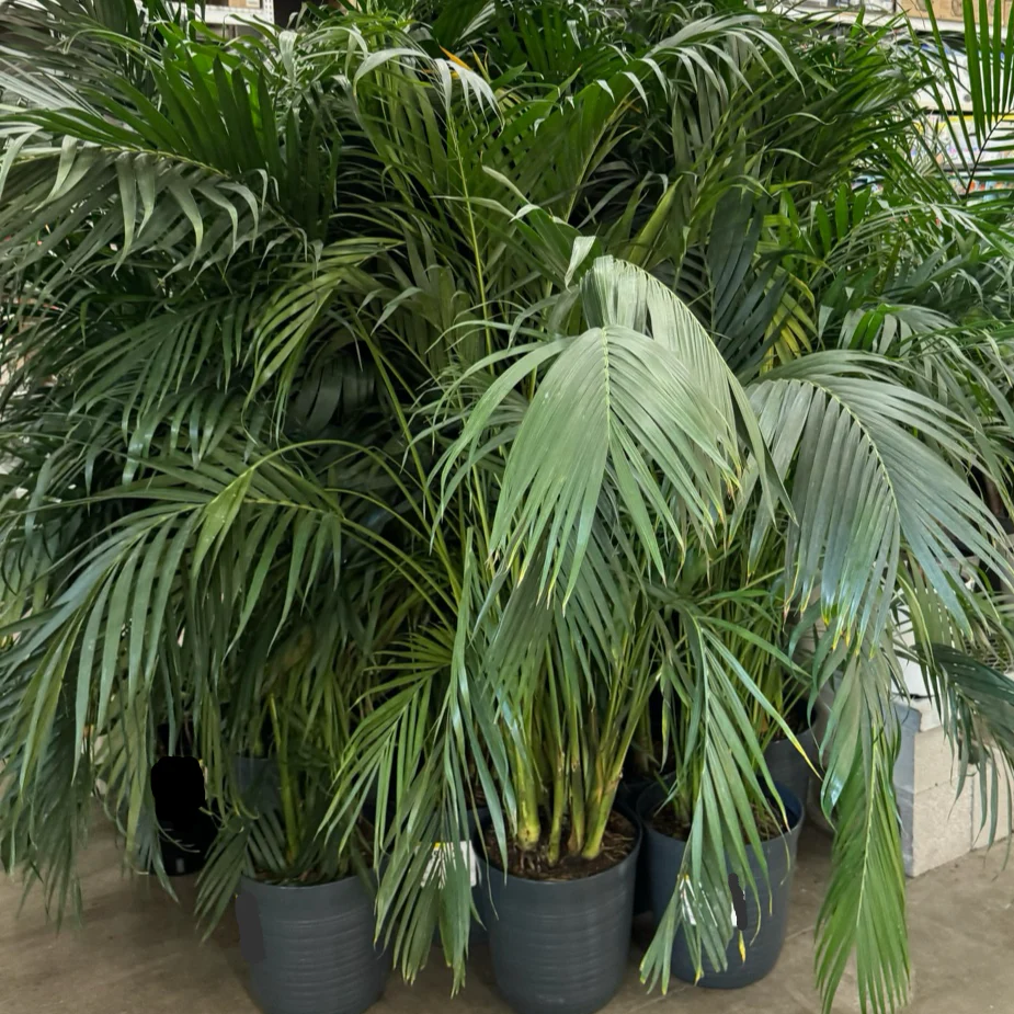 Cat Palm - Image 3