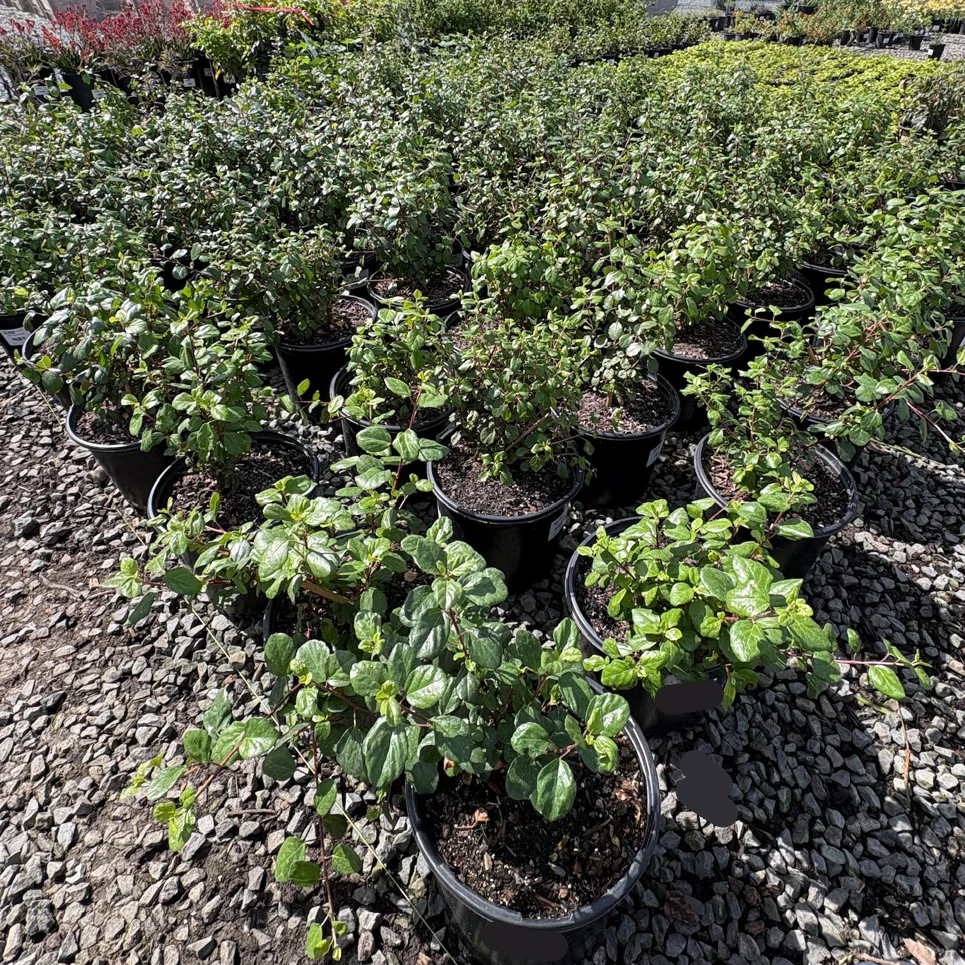 Catalina Currant