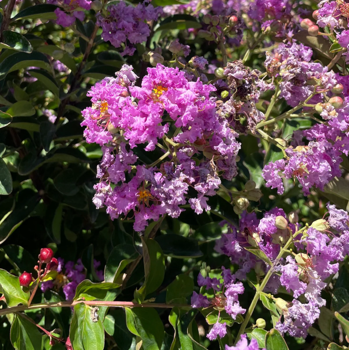 Catawba Crape Myrtle - Image 1