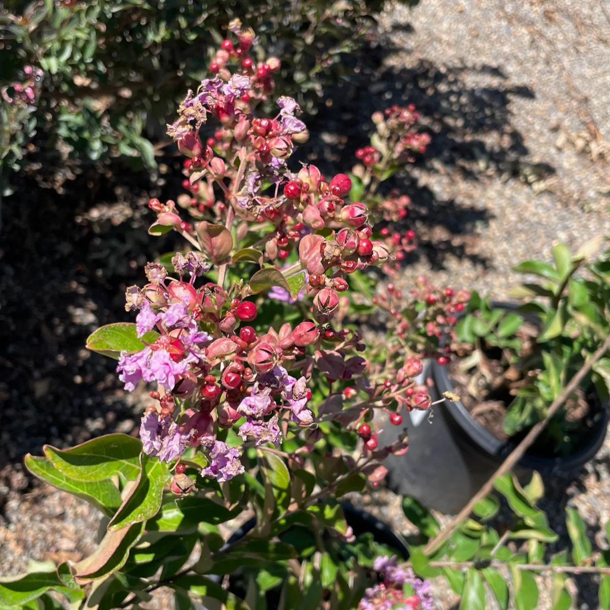 Catawba Crape Myrtle - Image 2