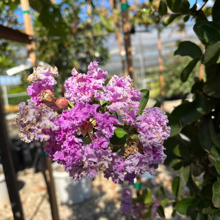 Catawba Crape Myrtle - Image 3