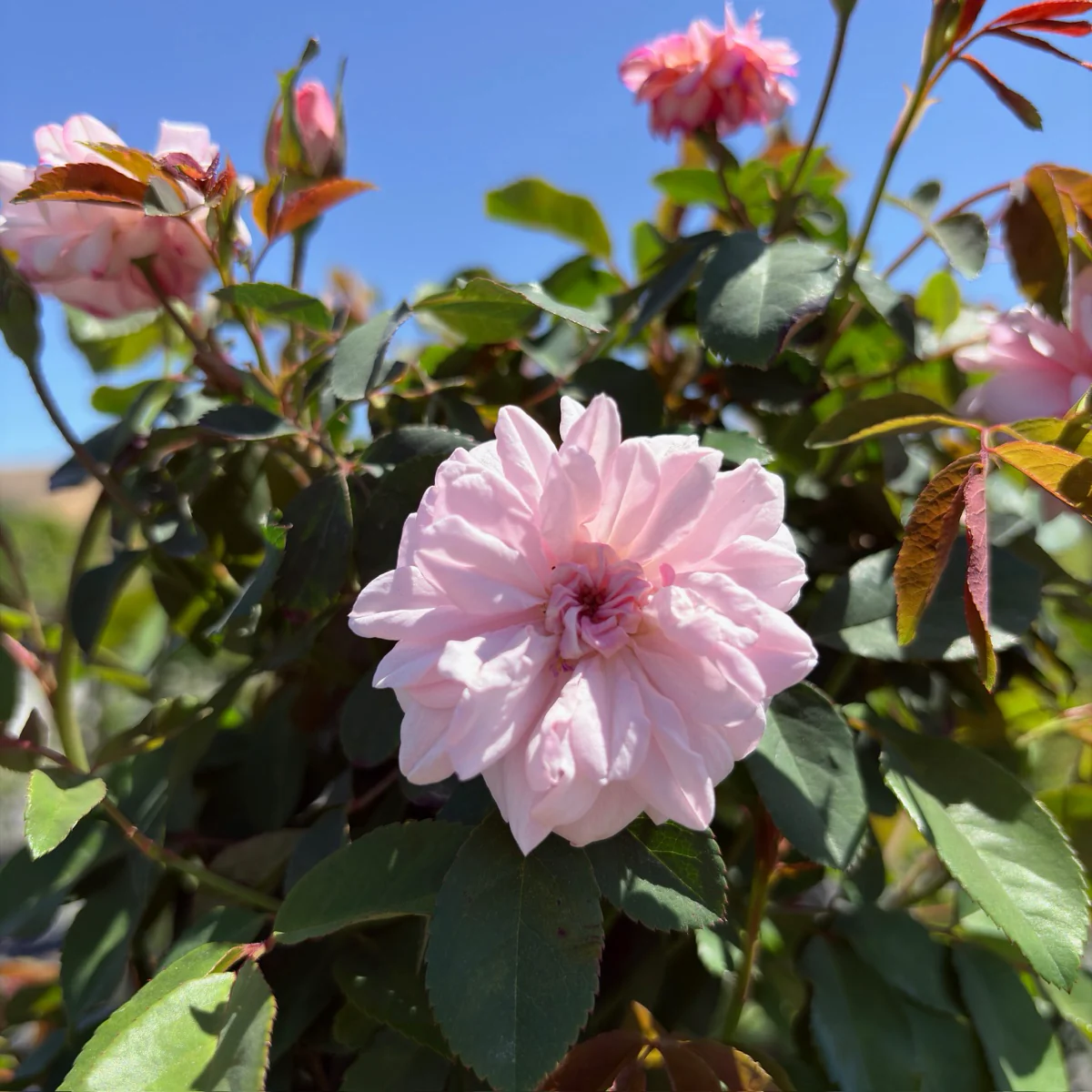 Cecile Brunner Climbing Rose - Image 1