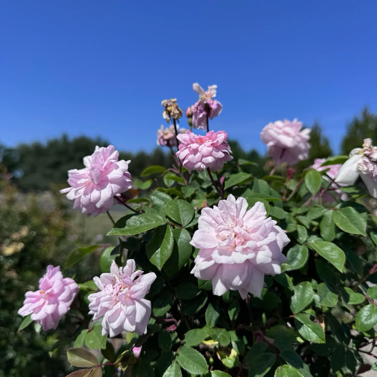 Cecile Brunner Climbing Rose - Image 2