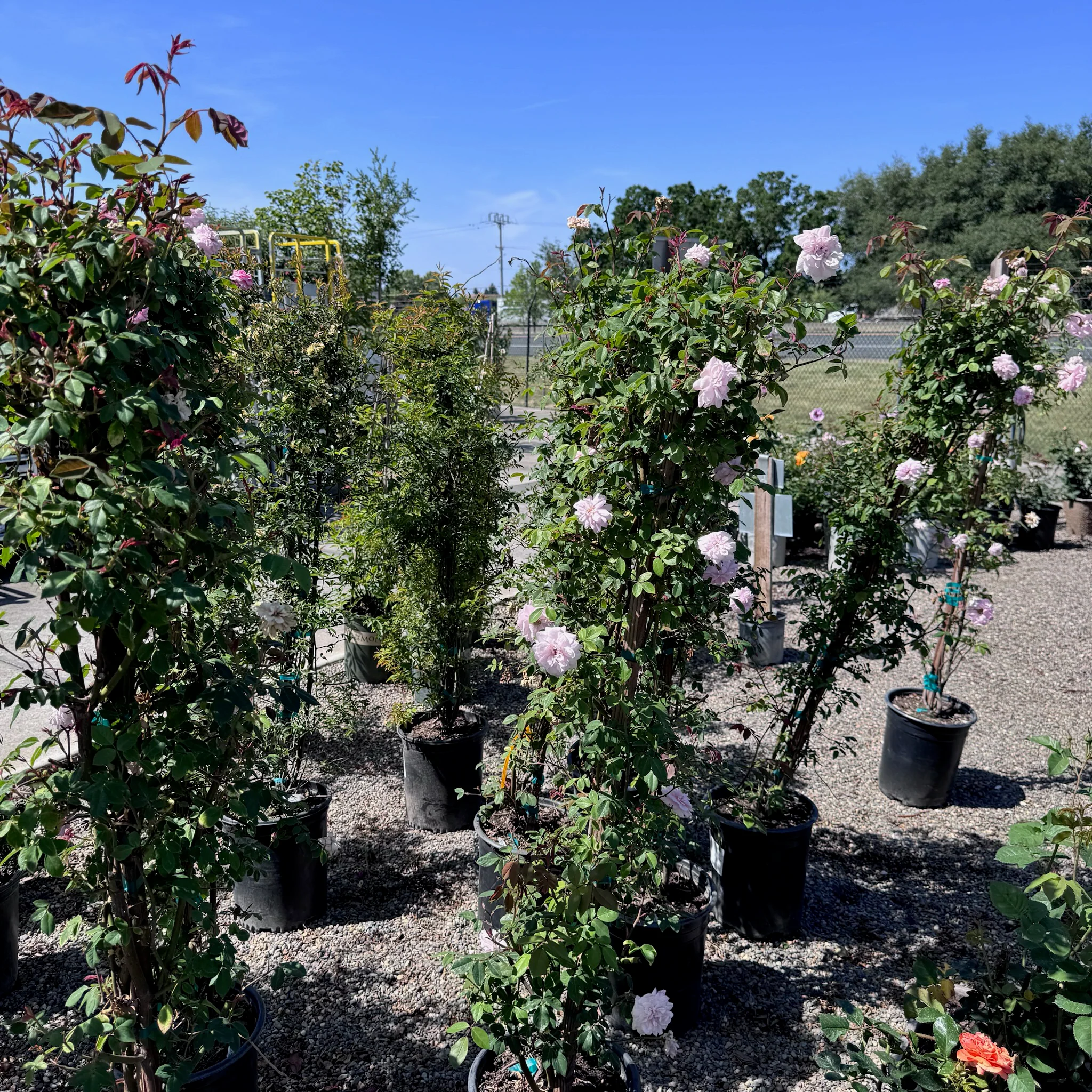 Cecile Brunner Climbing Rose - Image 3