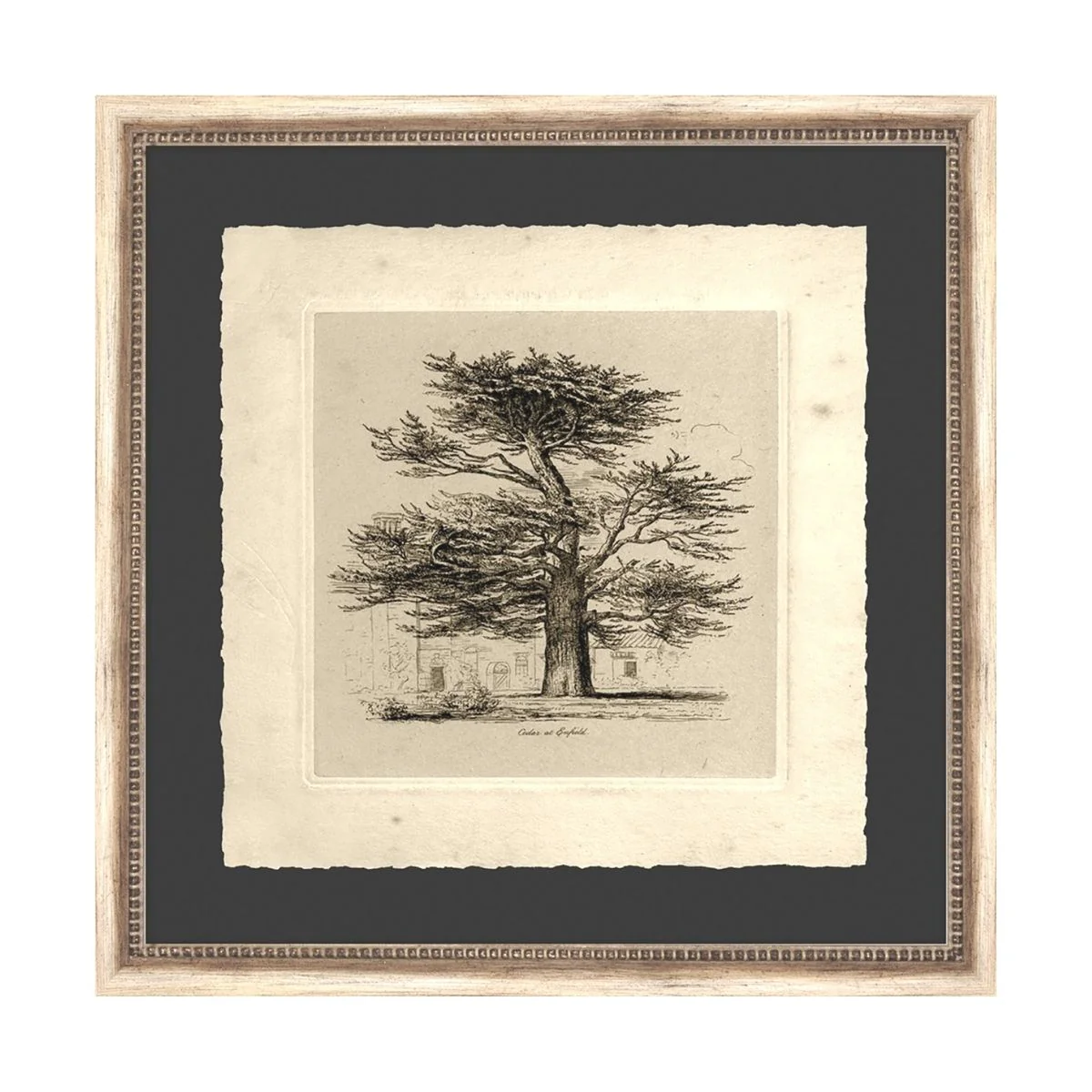 Cedar Vintage Sketch