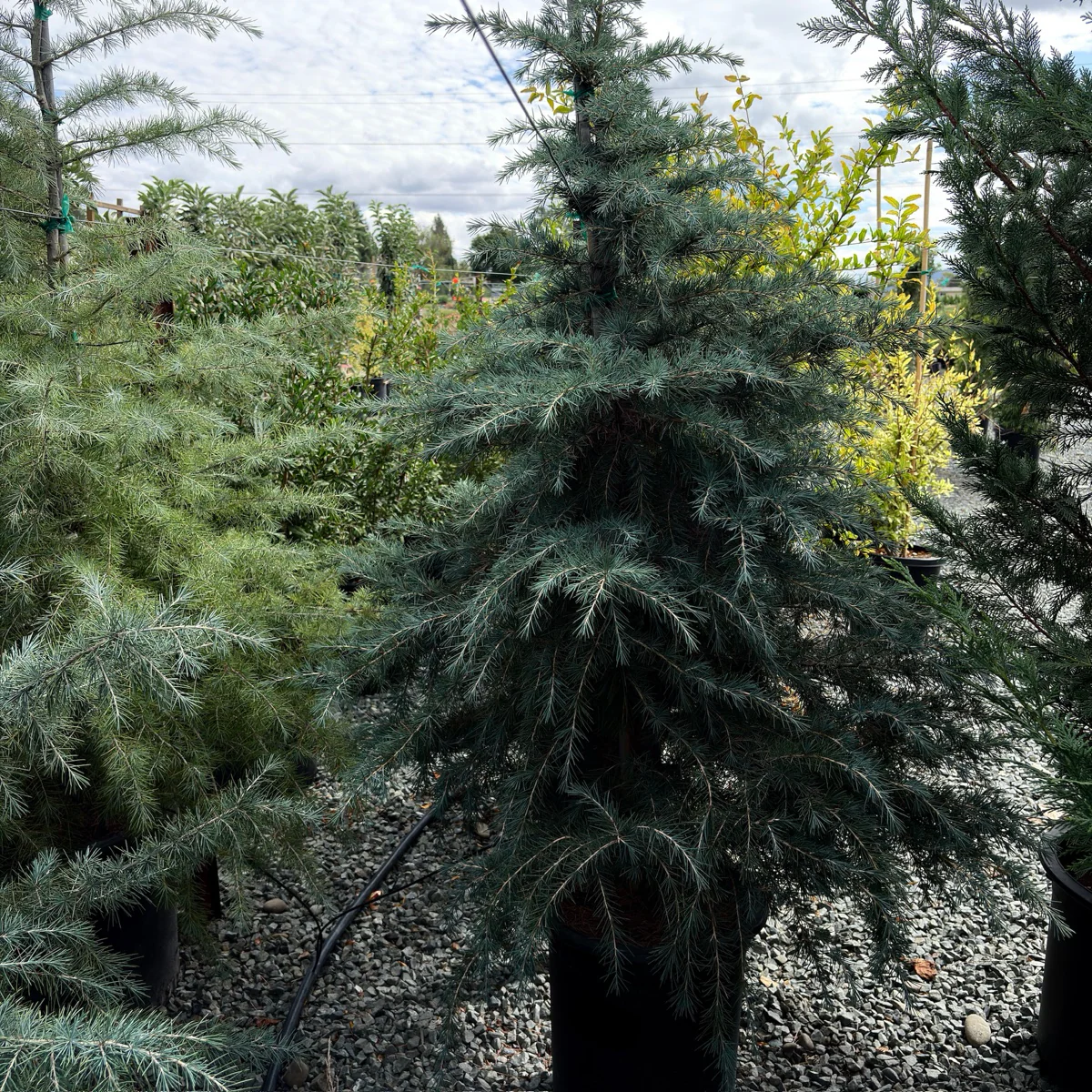 Cedar Deodar - Image 1