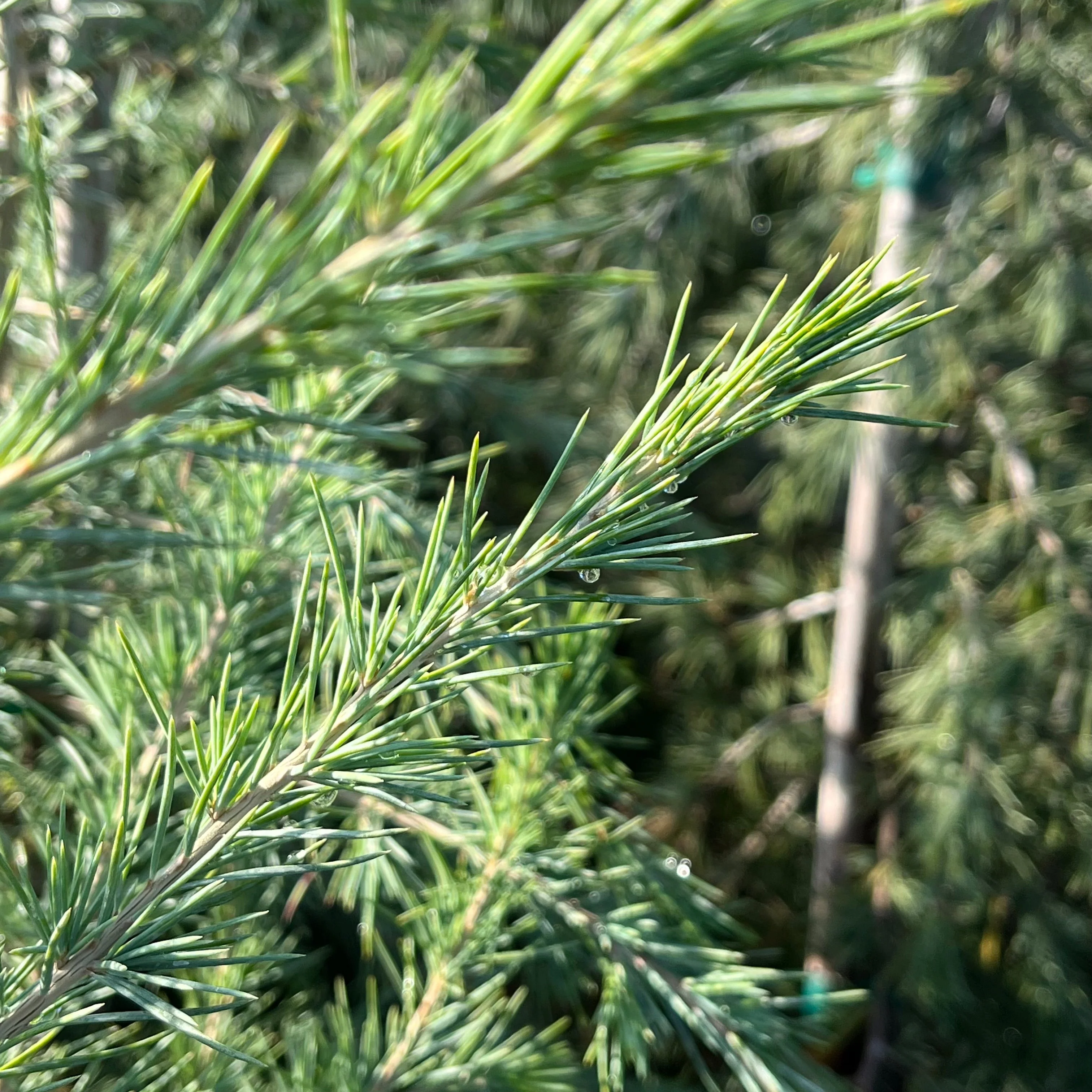 Cedar Deodar - Image 2