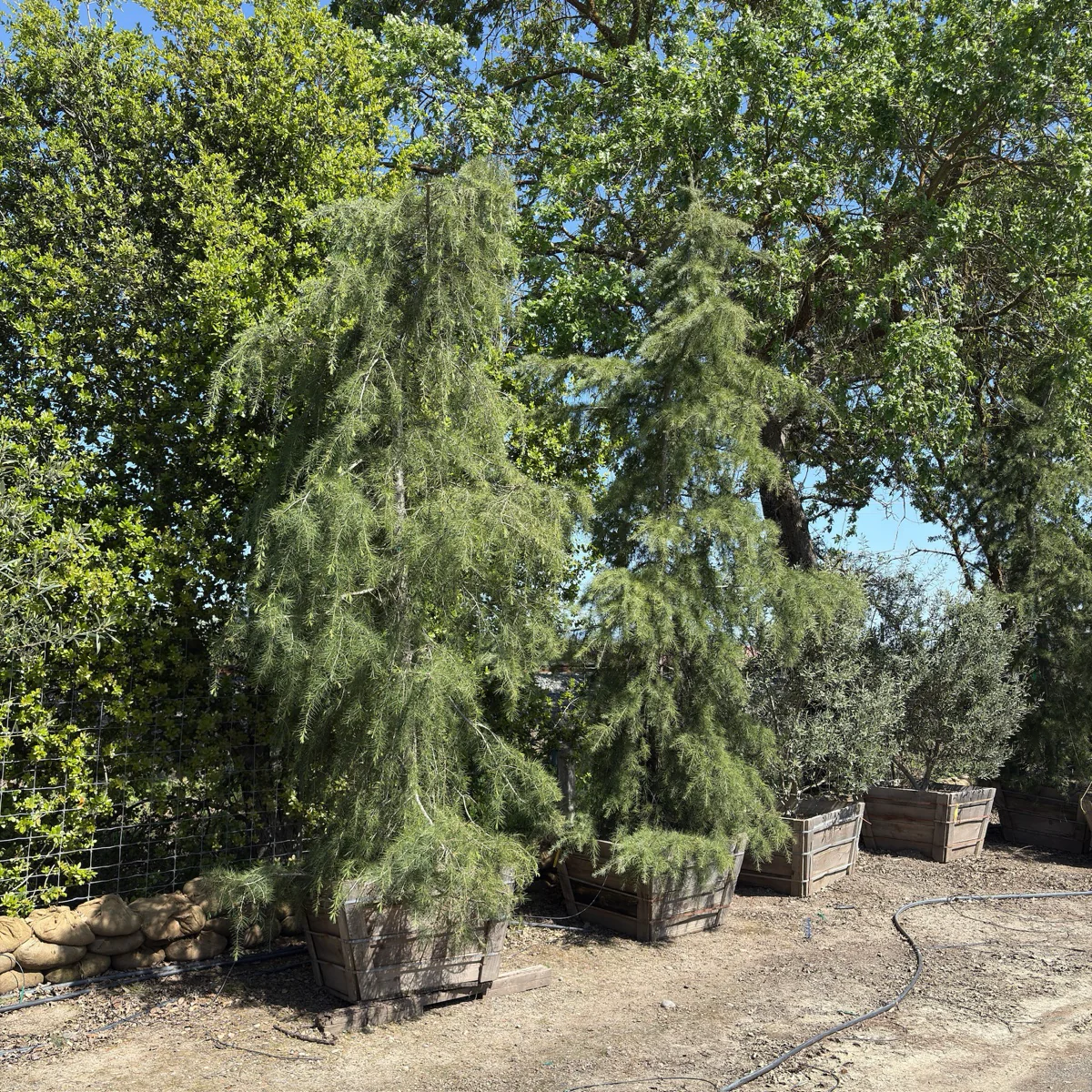 Cedar Deodar - Image 3