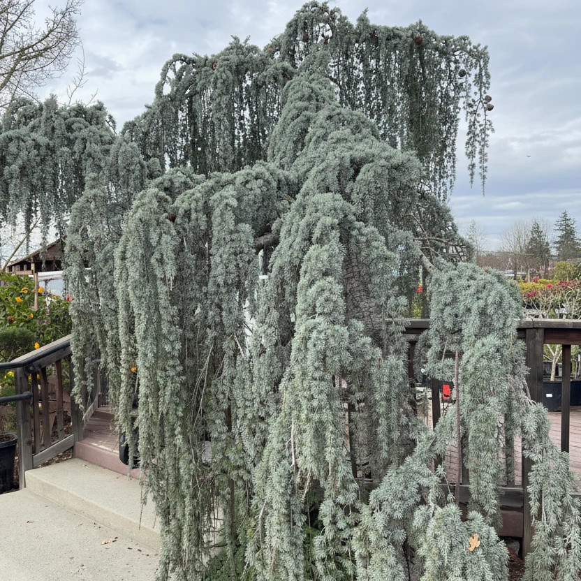 Weeping Blue Atlas Cedar - Image 1