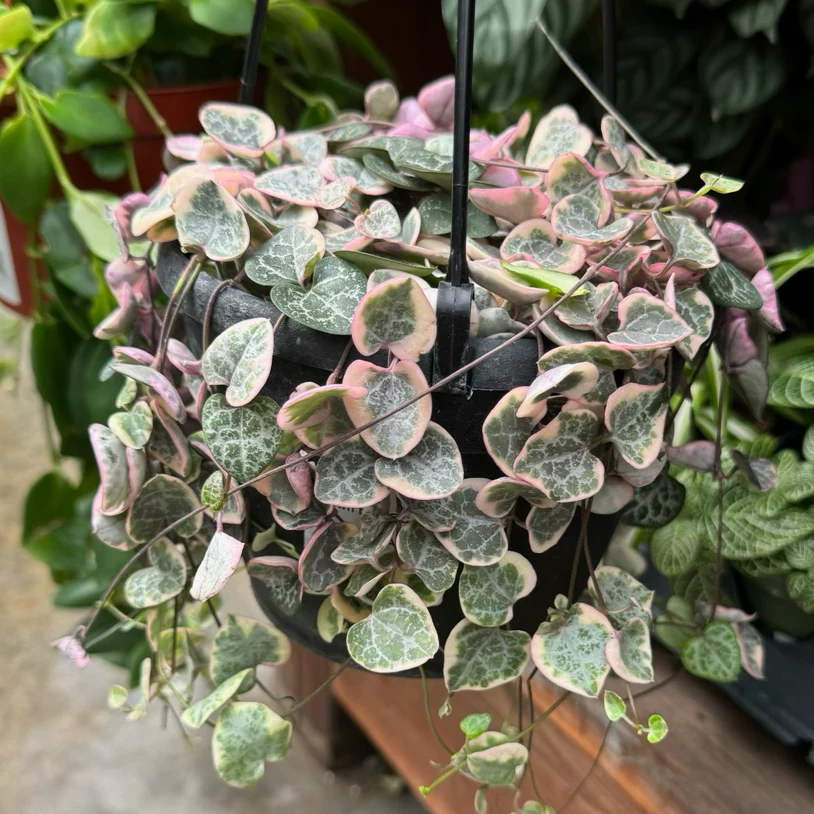 Ceropegia existed - Image 1