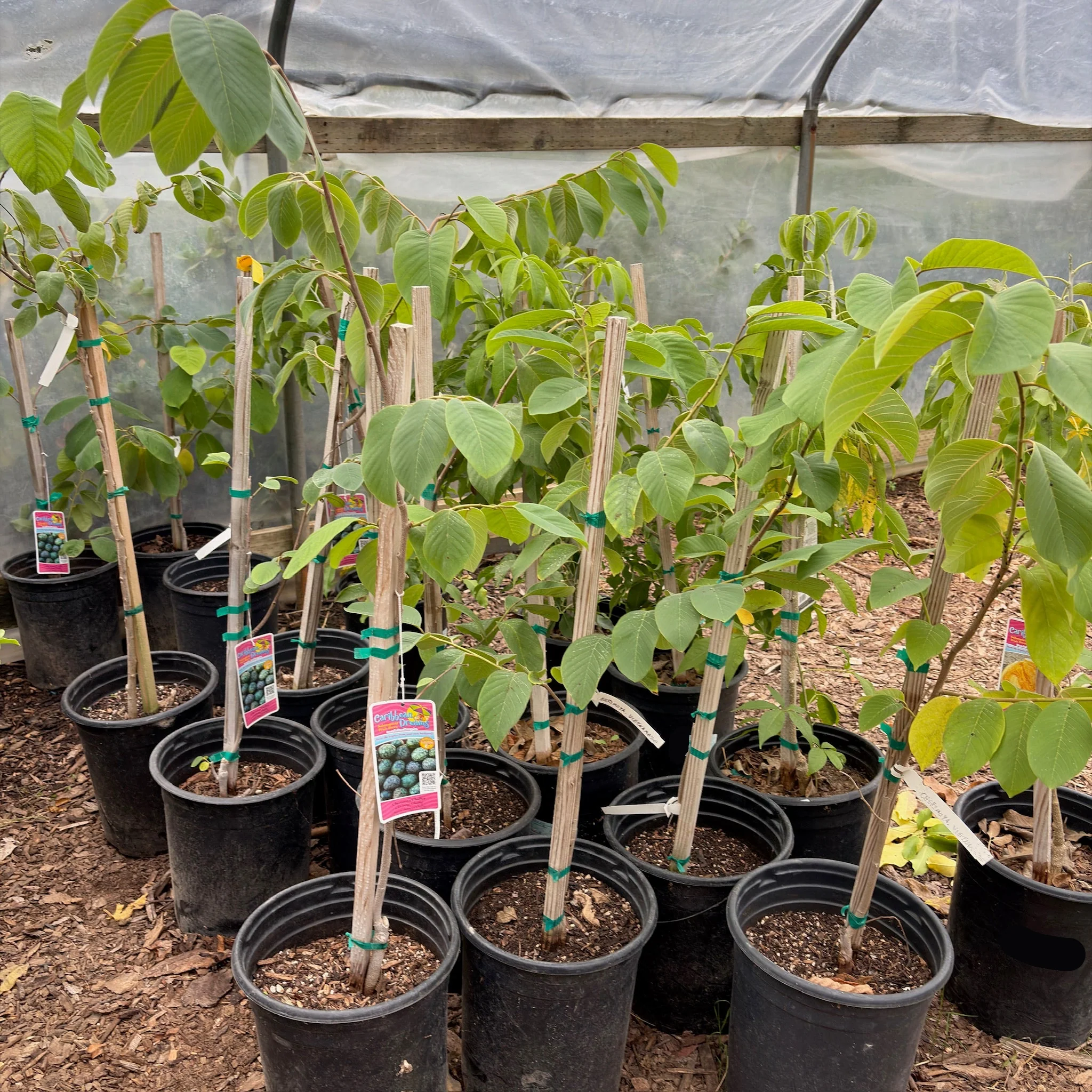 Chaffey Cherimoya Tree