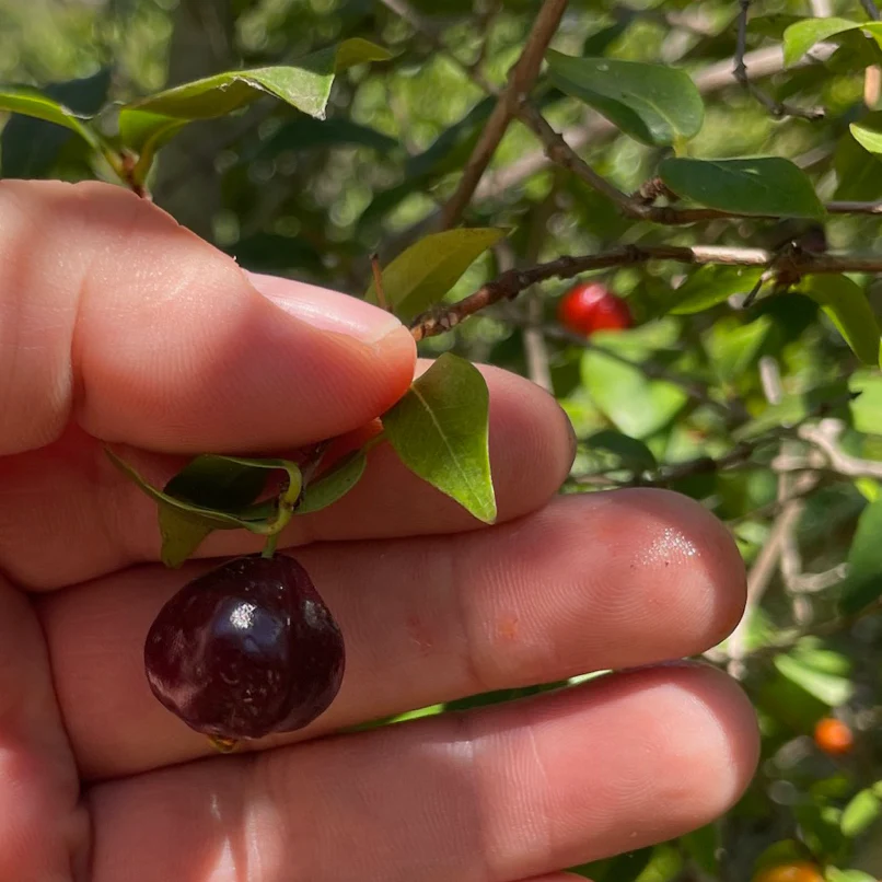 Chamba Surinman Cherry - Image 2