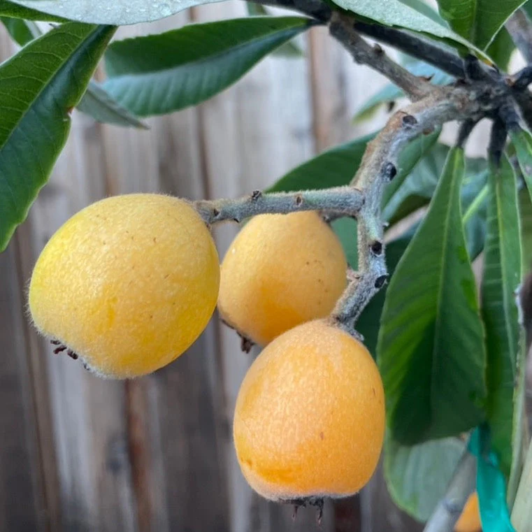 Champagne Loquat Tree