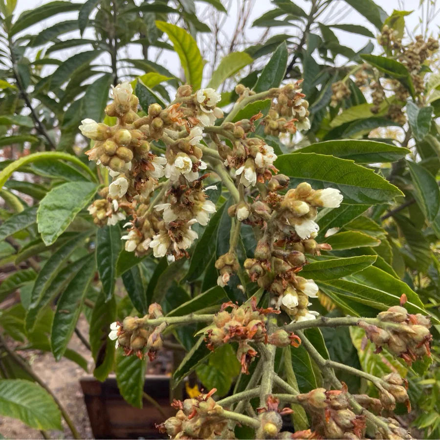 Champagne Loquat Tree - Image 2