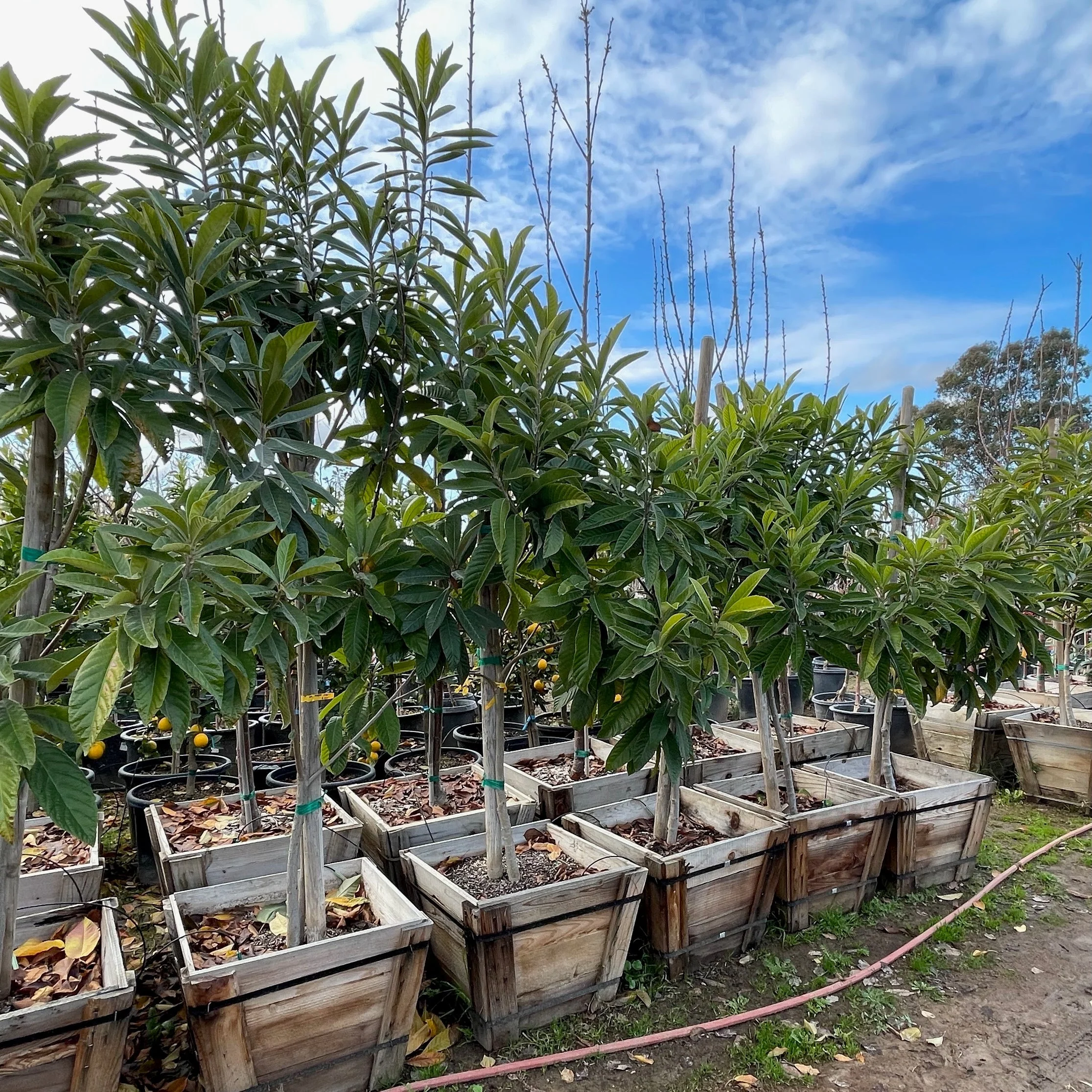 Champagne Loquat Tree - Image 3