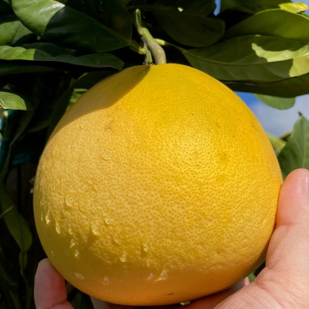 Chandler Pomelo