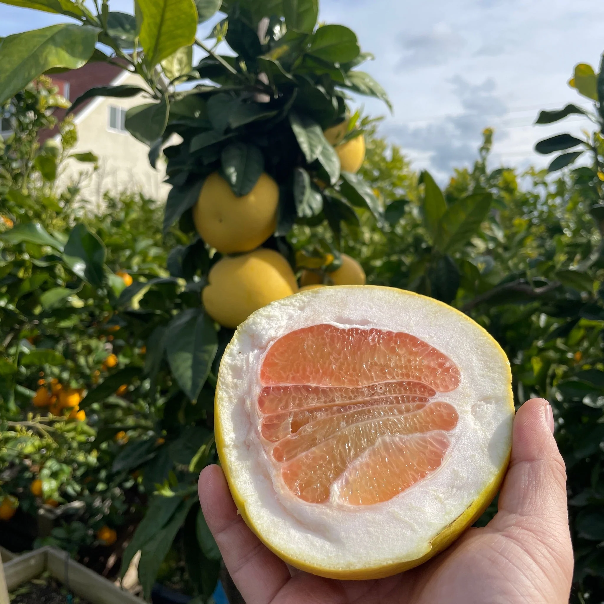Chandler Pomelo - Image 2