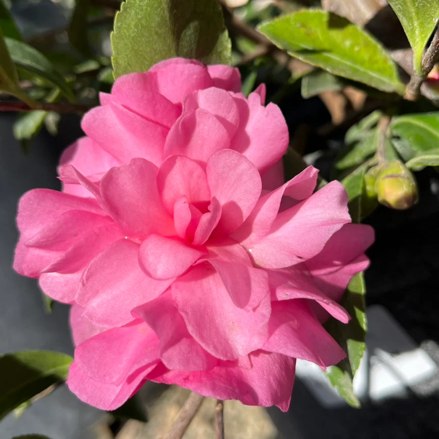 Chansonette Camellia - Image 1