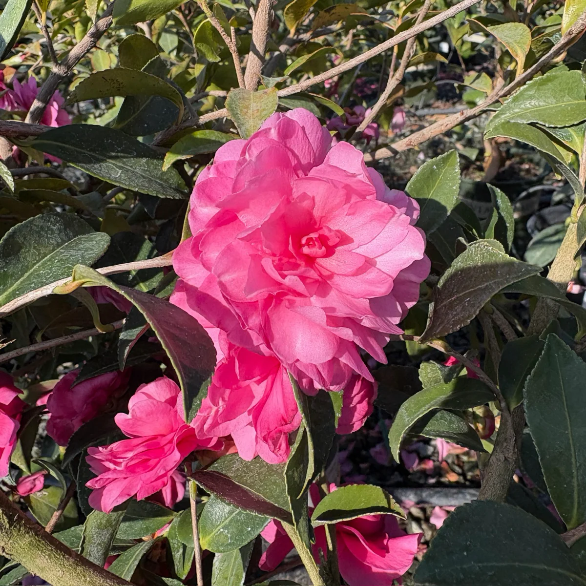 Chansonette Camellia - Image 2
