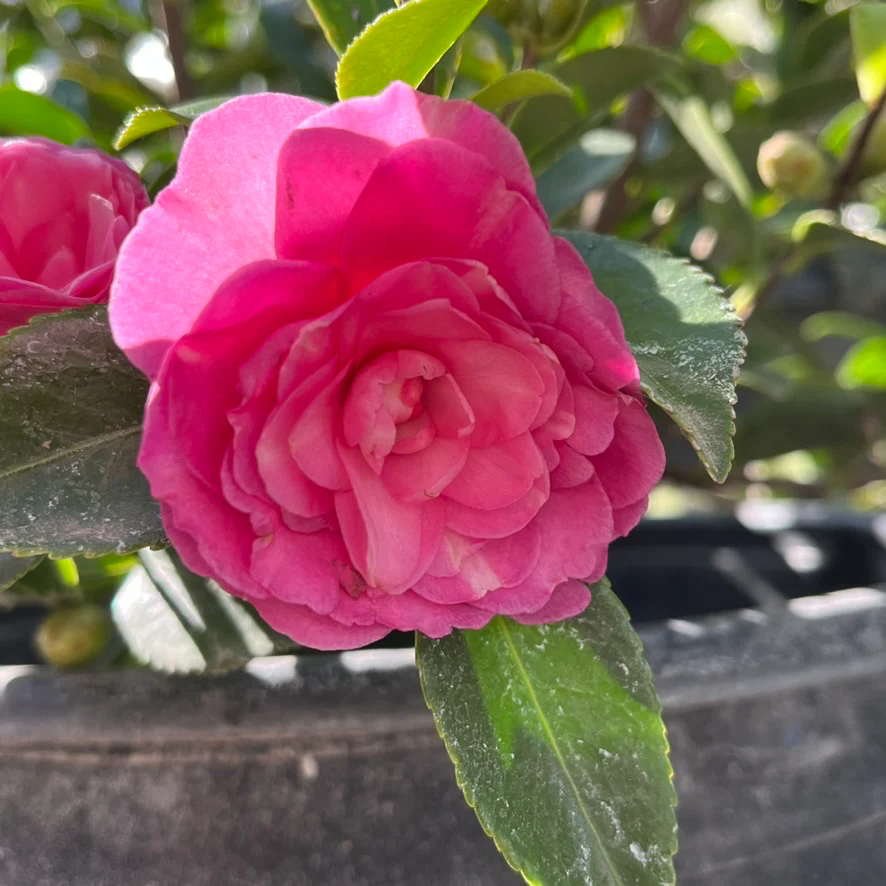 Chansonette Camellia - Image 3