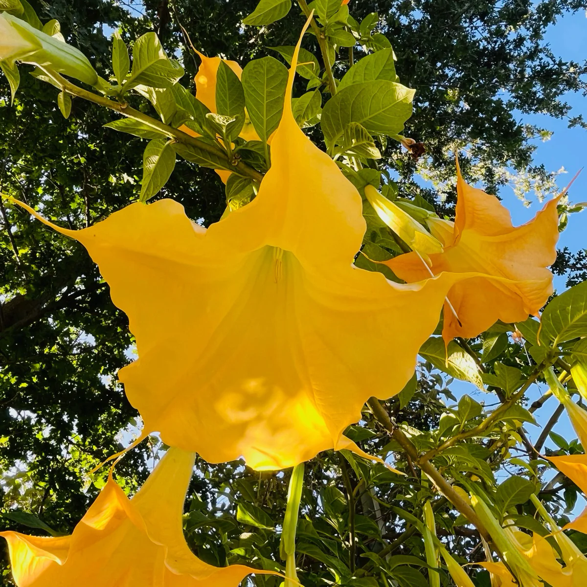 Charles Grimaldi Angel's Trumpet - Image 2